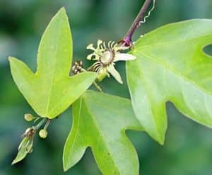 Weedy Warnings- Passionfruit Weeds