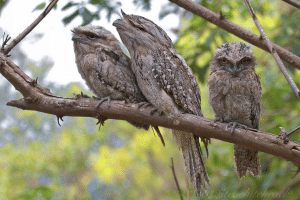 Fauna in Feature: Tawny Frogmouth – Podargus strigoides