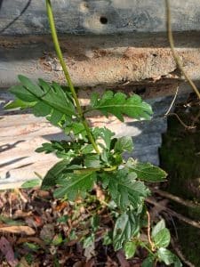 Japanese Honeysuckle -Lonicera japonica