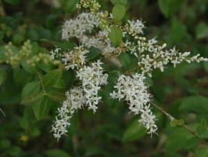 Narrow-leaf Privet –  Ligustrum sinense