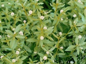 Alligator Weed