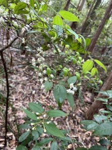 Scrub Turpentine  Rhodamnia rubescens