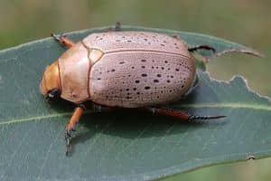 Christmas beetles