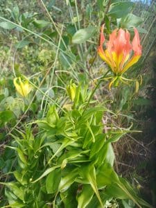 Glory Lily (Gloriosa superba)