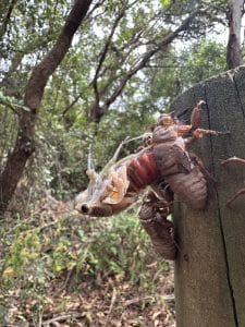 Cicadas, Cyclochila australasiae