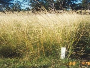 Giant Parramatta Grass  (Sporobolus fertilis)