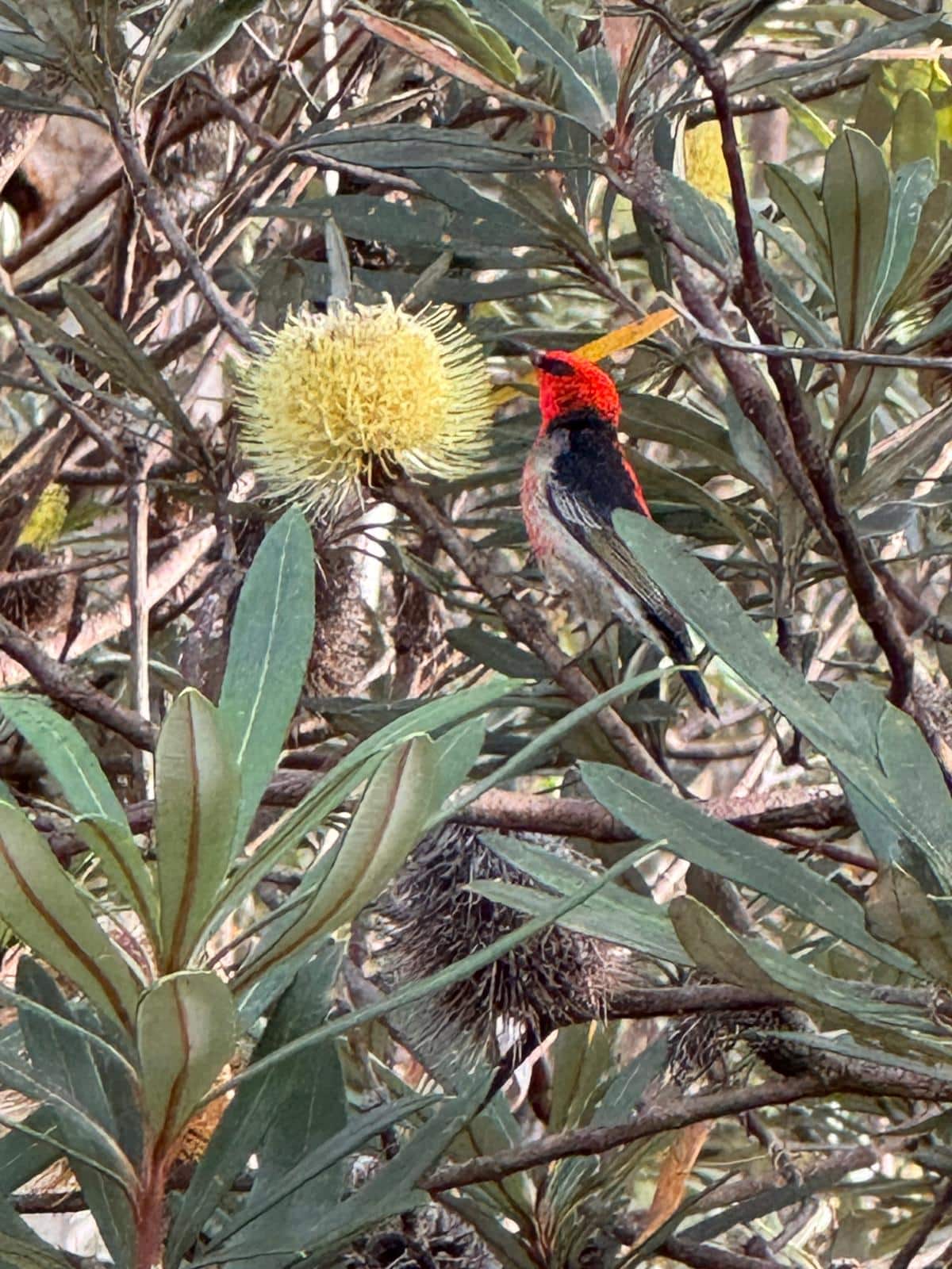 Scarlet Honeyeater