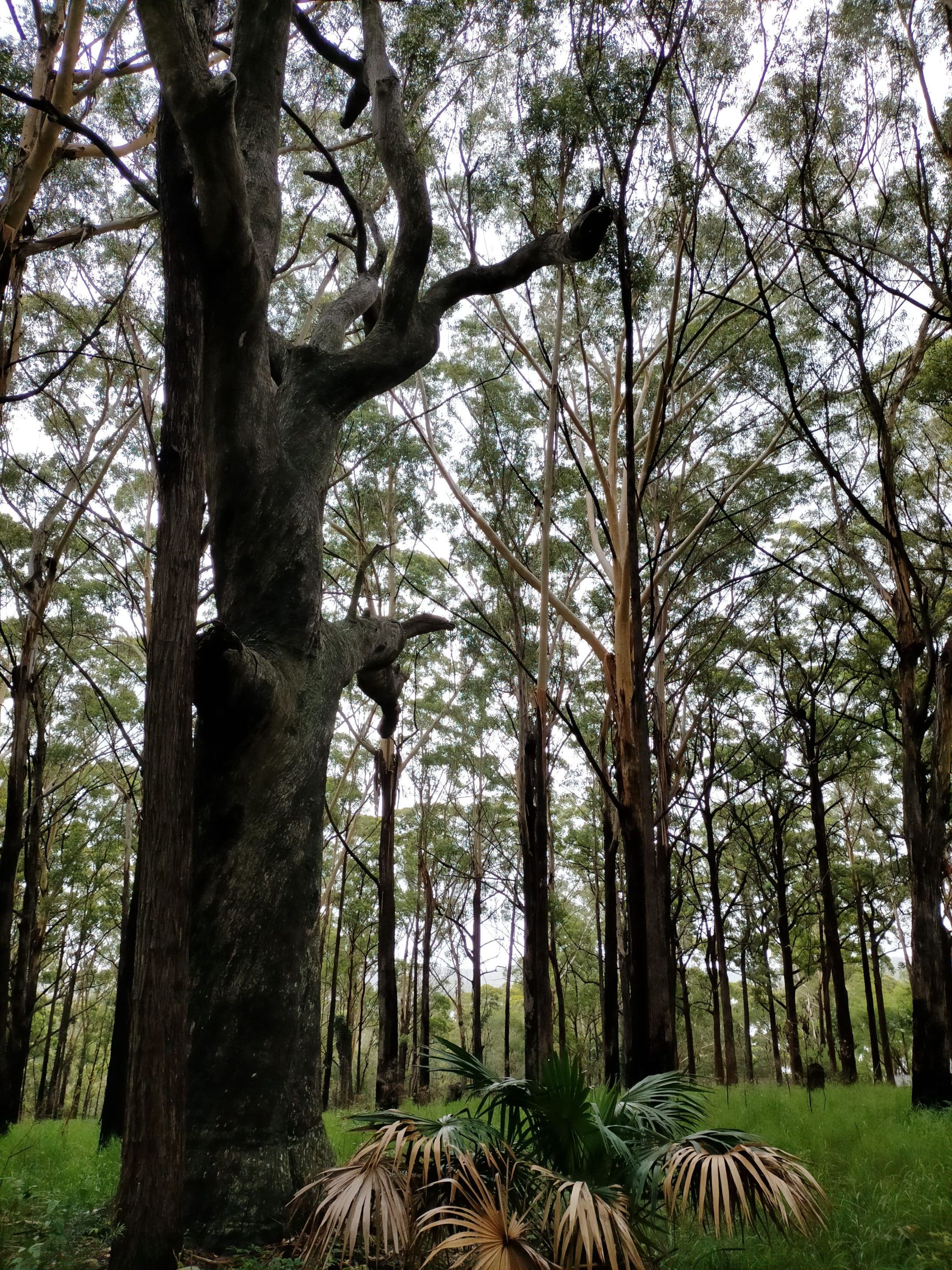 Smiths Lake Landcare Group