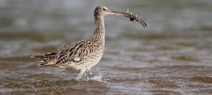 Far Eastern Curlew  (Numenius madagascariensis)