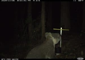 Camera traps are what, exactly?