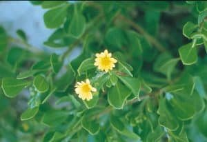 Bitou Bush  