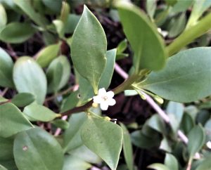 Coastal Myoporum or Elliptical Boobialla