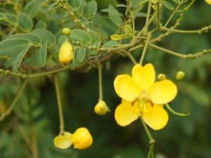 Cassia, Senna pendula var. glabrata