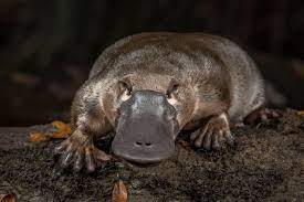 Platypus, Ornithorhynchus anatinus