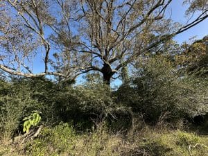 Riparian Woody Weeds