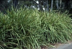 Lomandras: Nature’s Unsung Heroes in NSW Flood Management