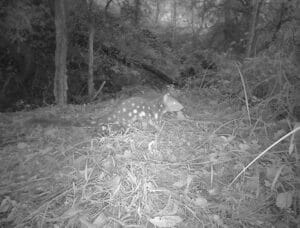 The Spotted-tailed Quoll