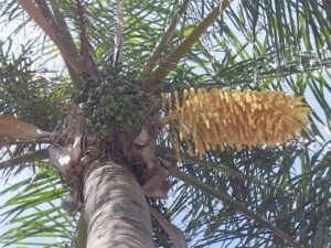 Pesky Palms
